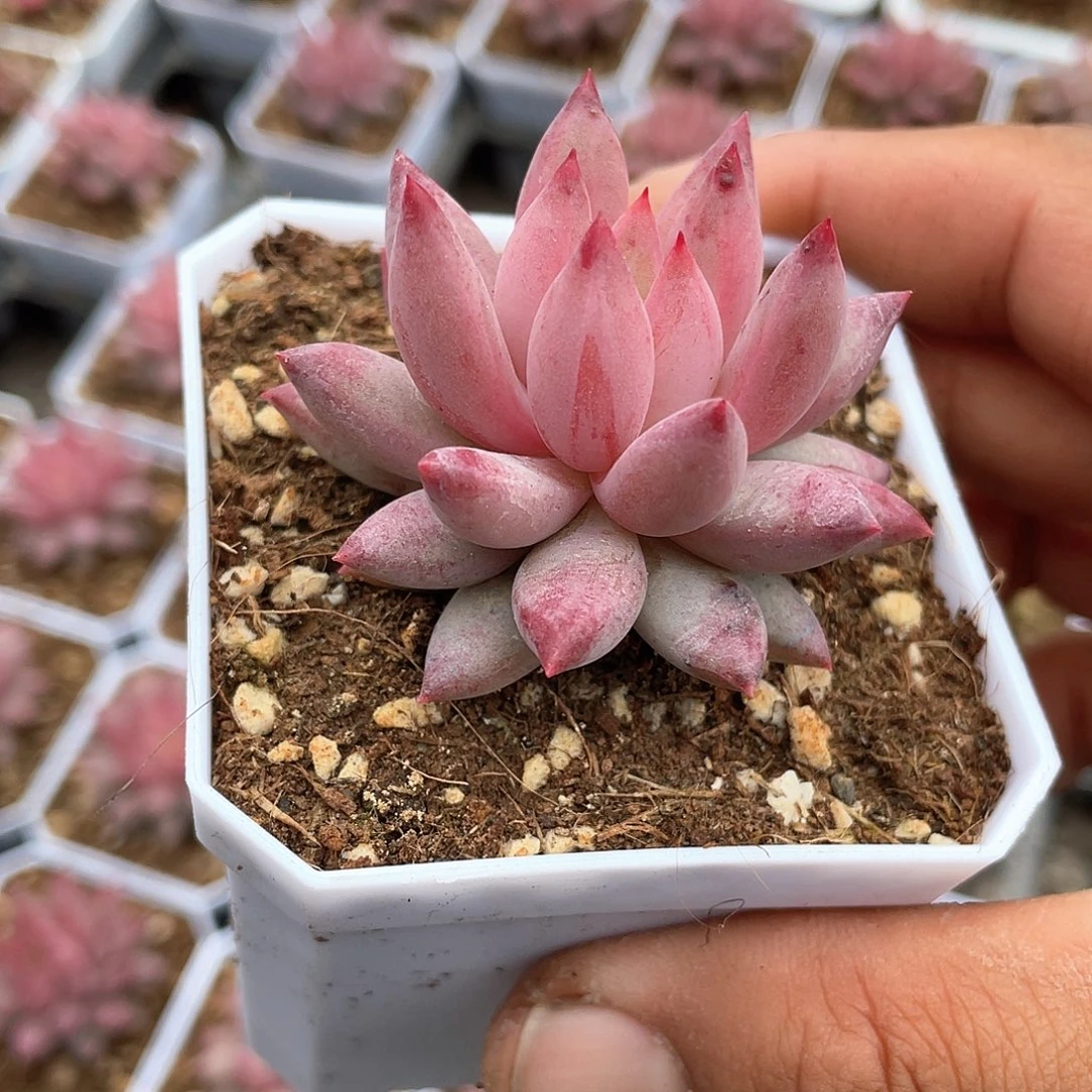 虞姬车厘子带盆发货