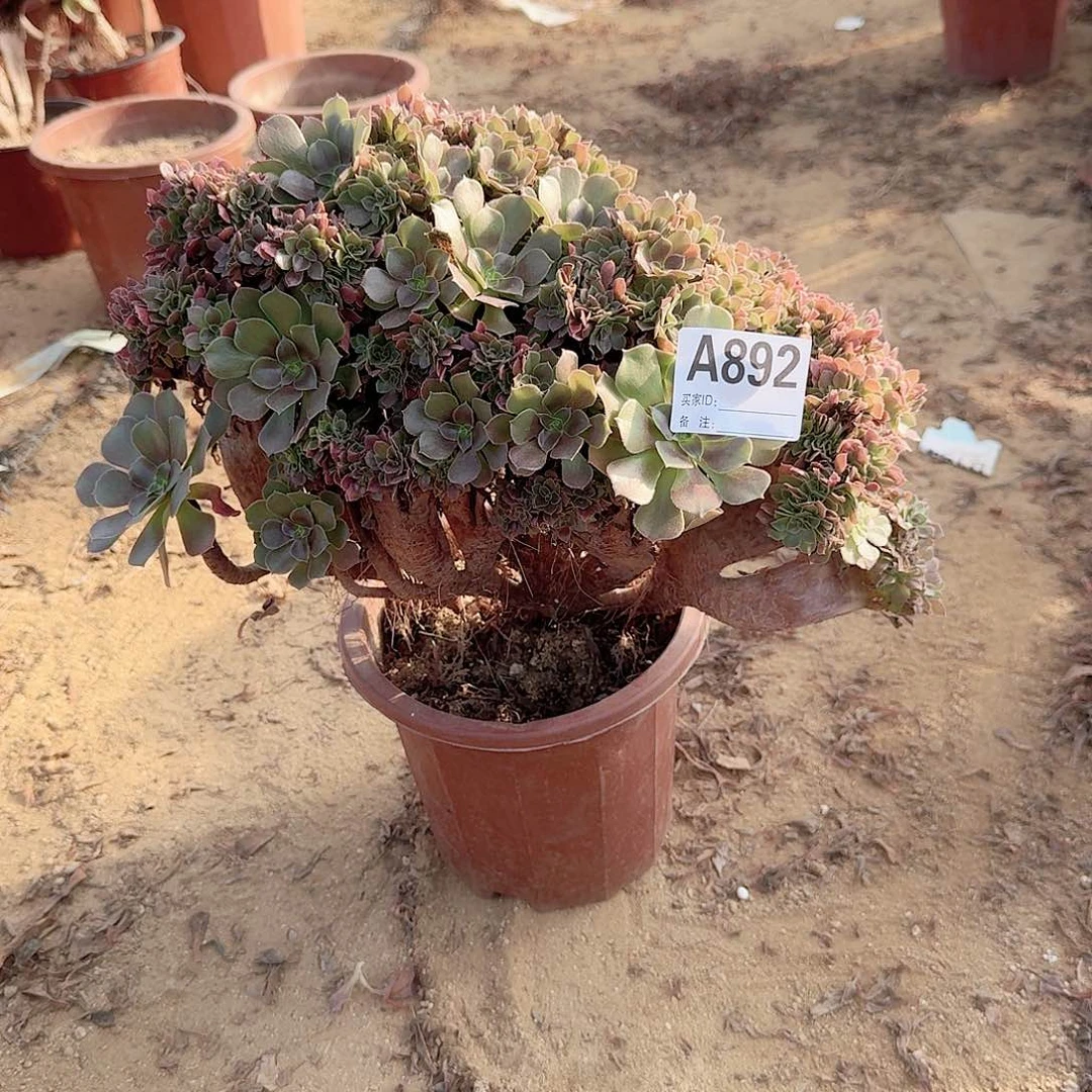 892火玫瑰朵朵一颗牙呀