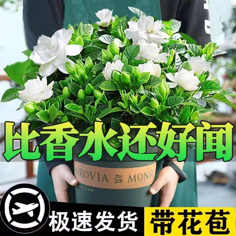 栀子花苗盆栽带花苞九里香老桩驱蚊花卉植物室内浓香四季开花好养