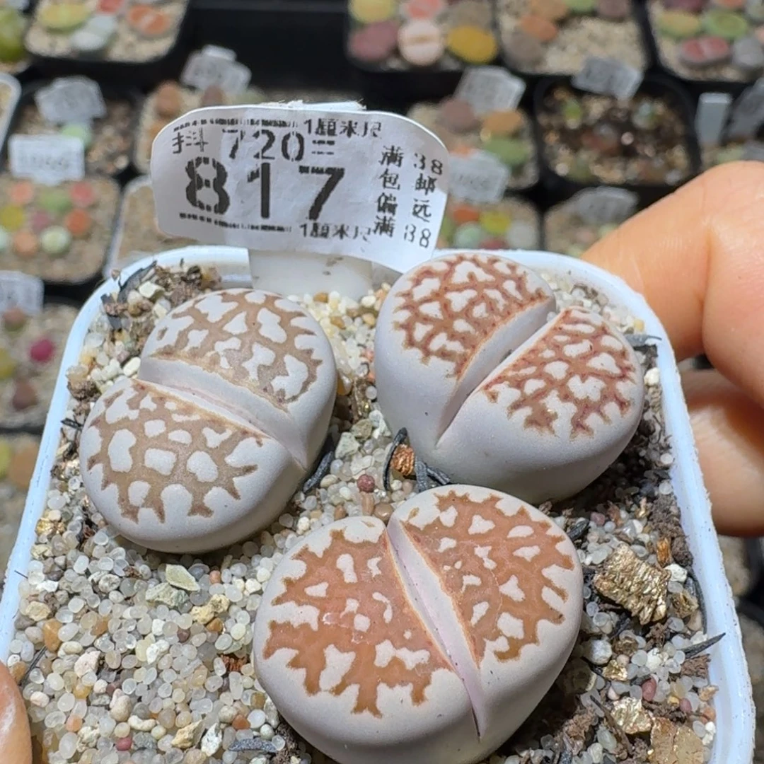 Sss精品清仓价817
