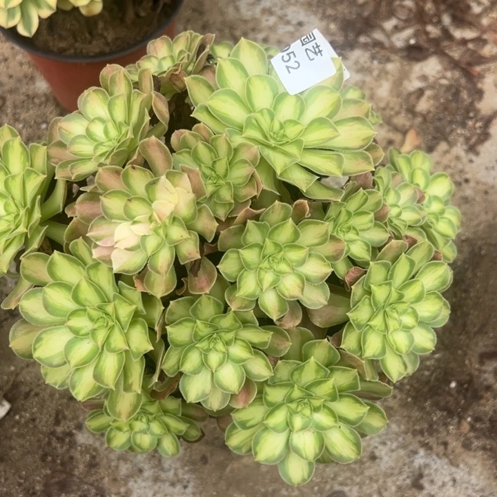 韶华多肉植物052绣球