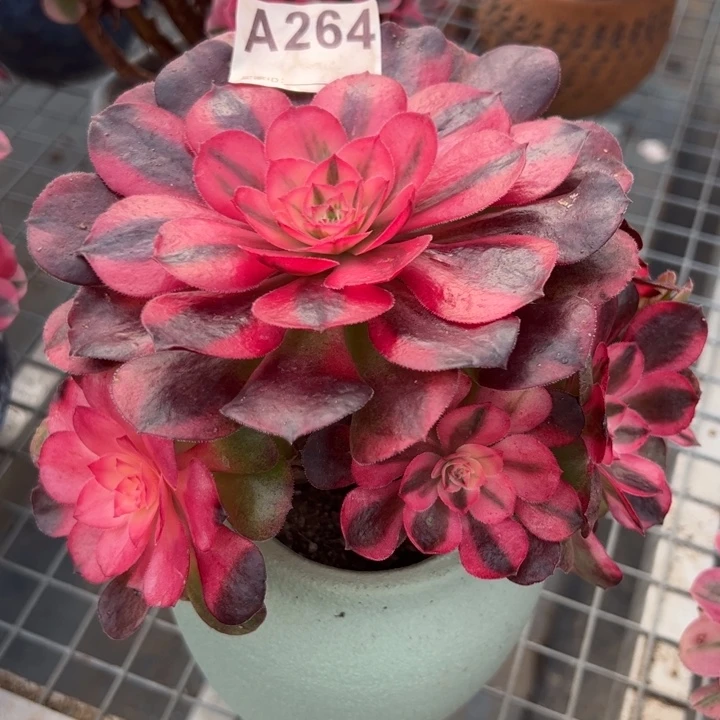 264荔枝朵朵15厘米左右小精品