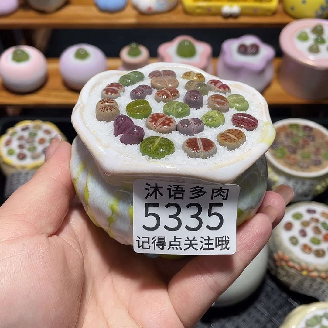 带盆土植物 一物一拍5335