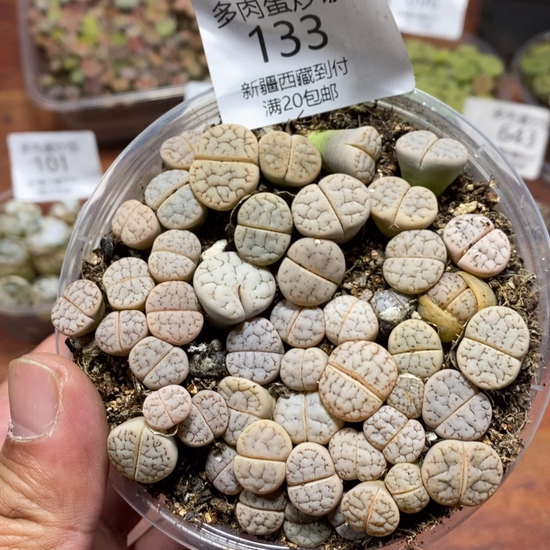 多肉蛋炒饭感谢您相伴133