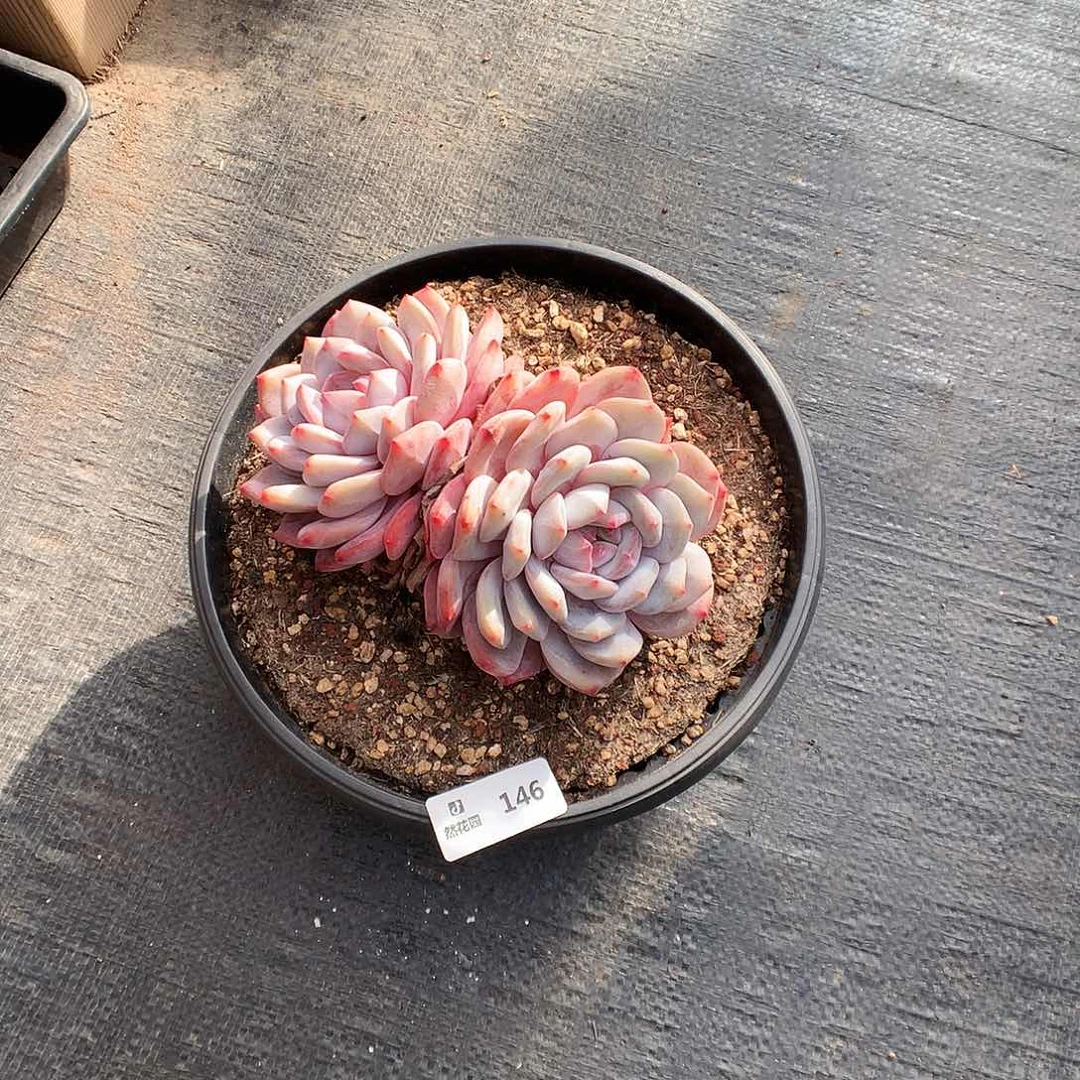 146梦露多肉植物666