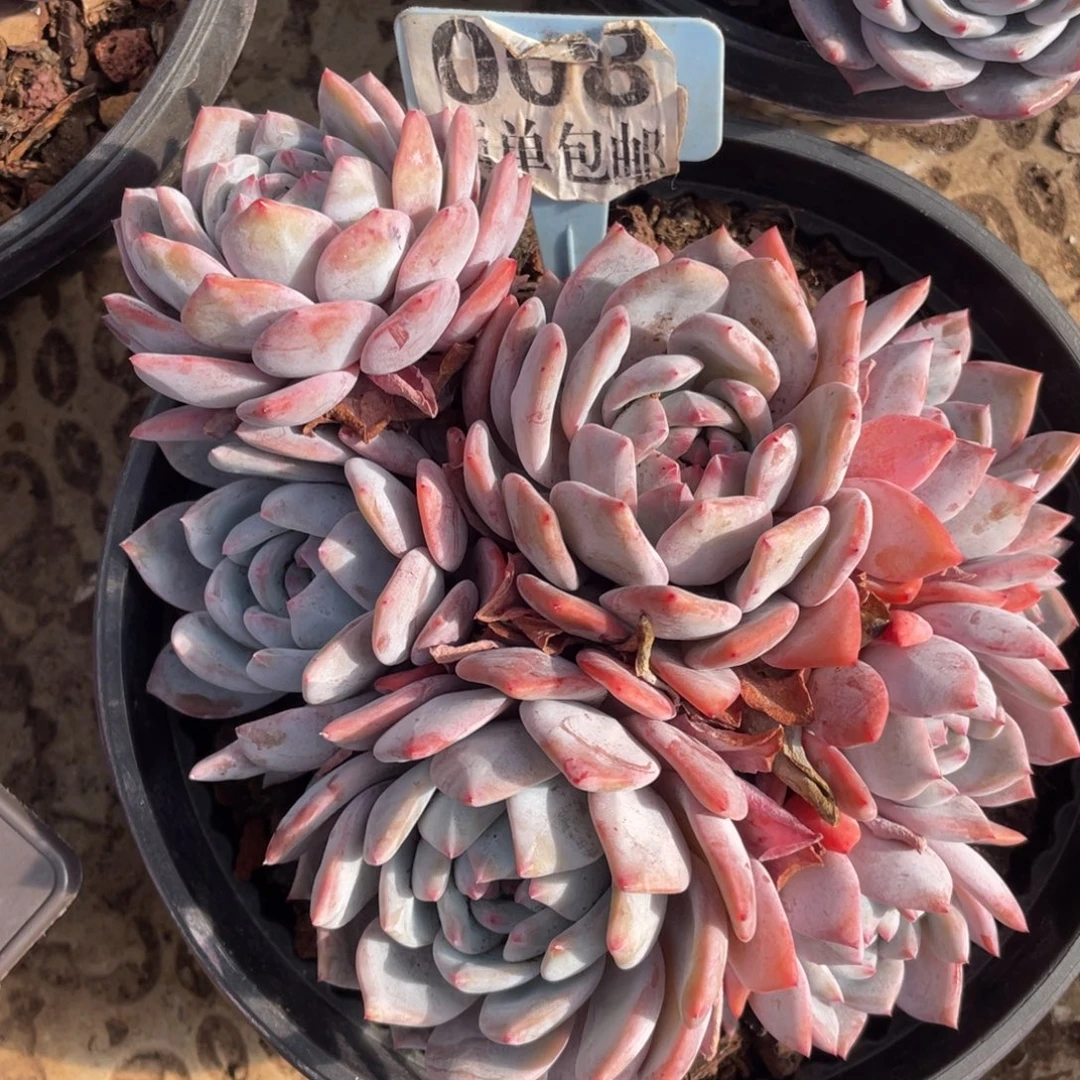 呗***、星影多头群生184号