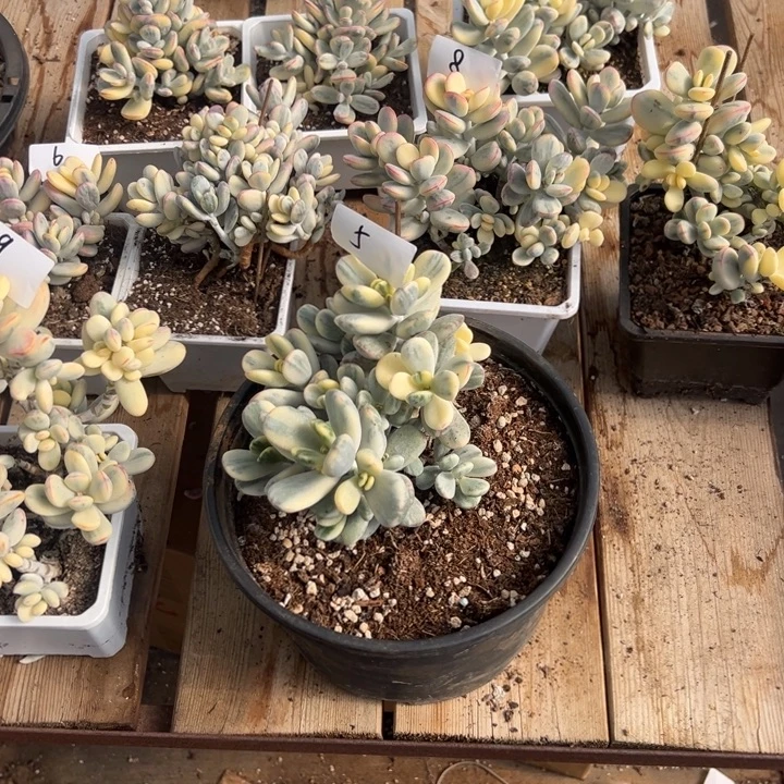 无花朵99盲盒双十一活动