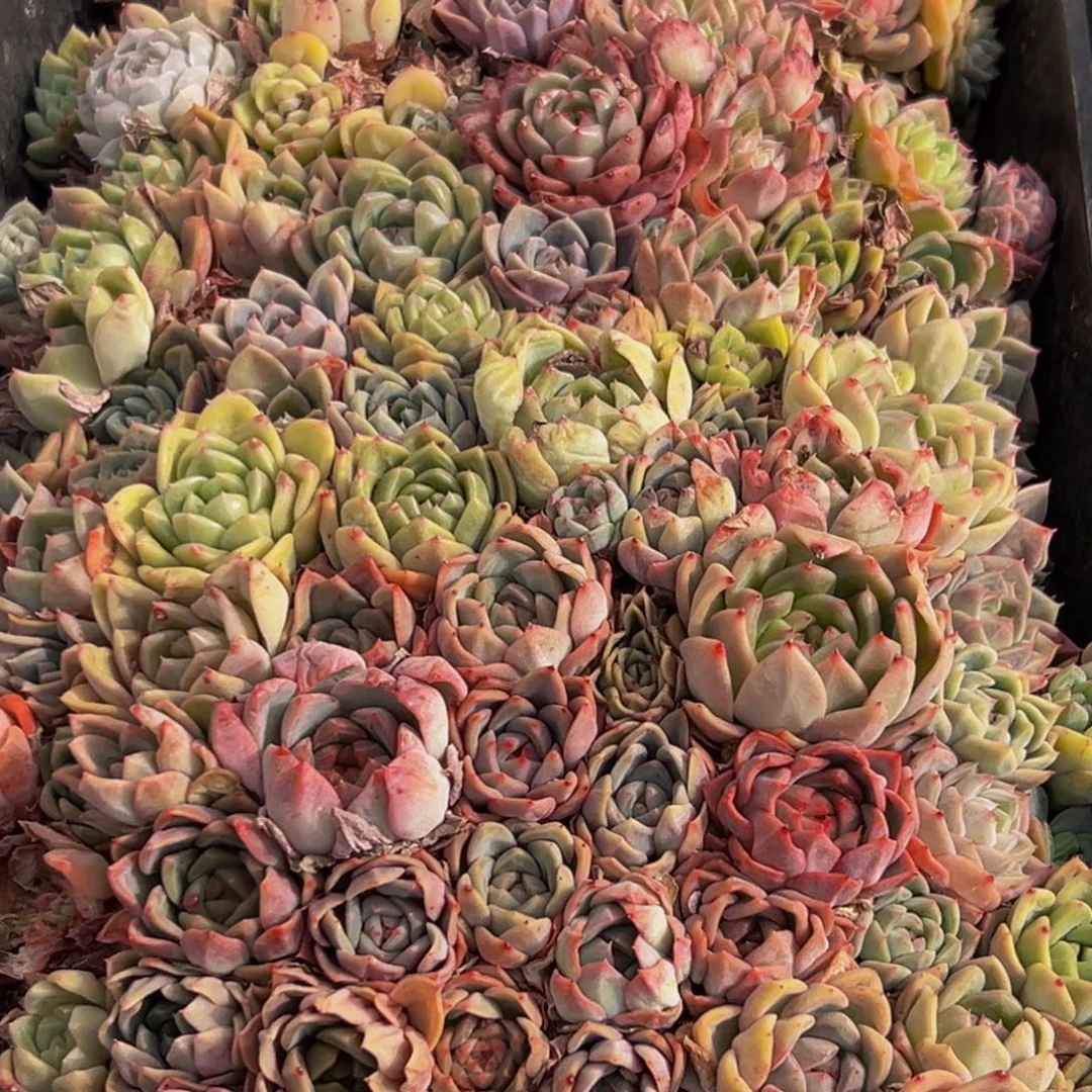 939多肉葡萄的味道是真的