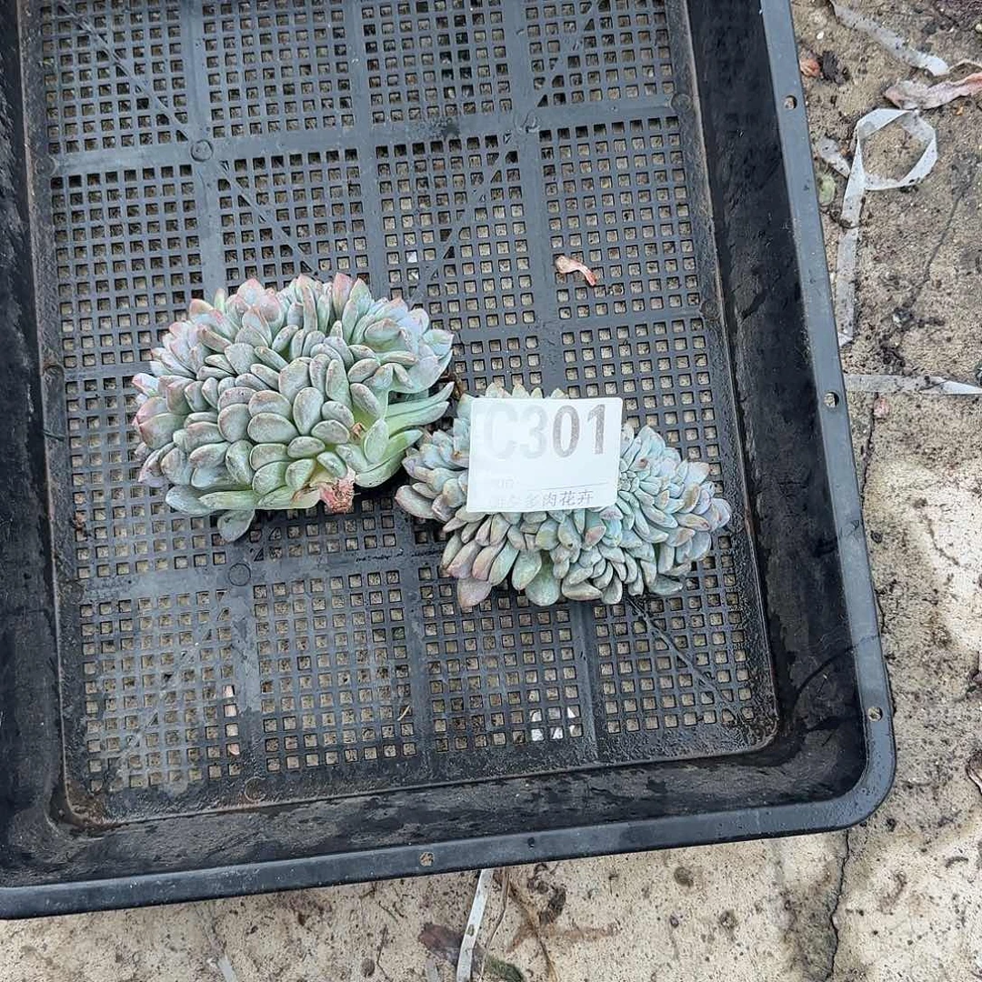 肉***子星影缀化两个呀呀呀啊