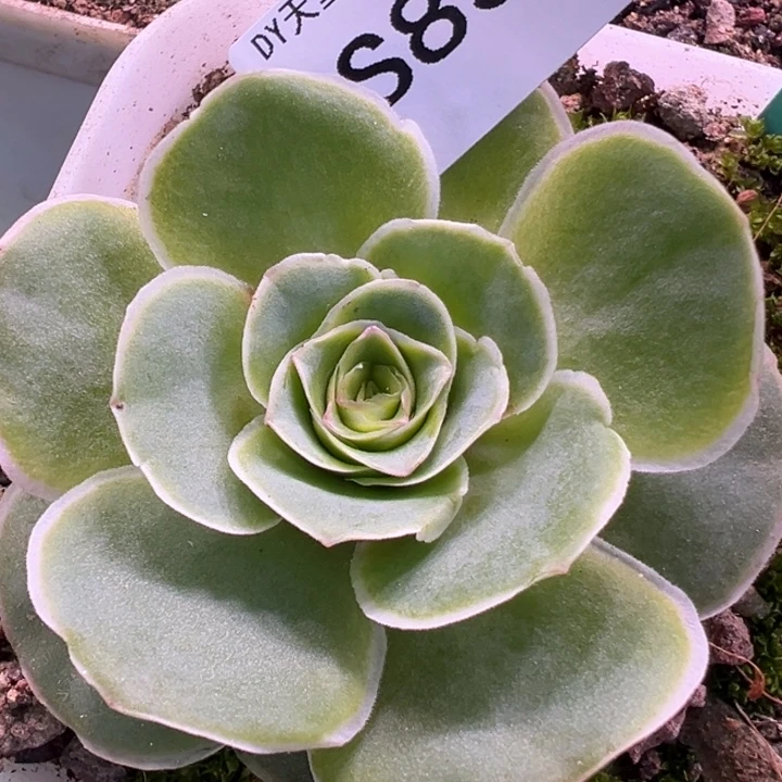 三碗杨杨834 彩虹x若初x各种福利