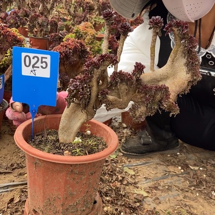 没***肺A025黑缀化老桩老桩老桩
