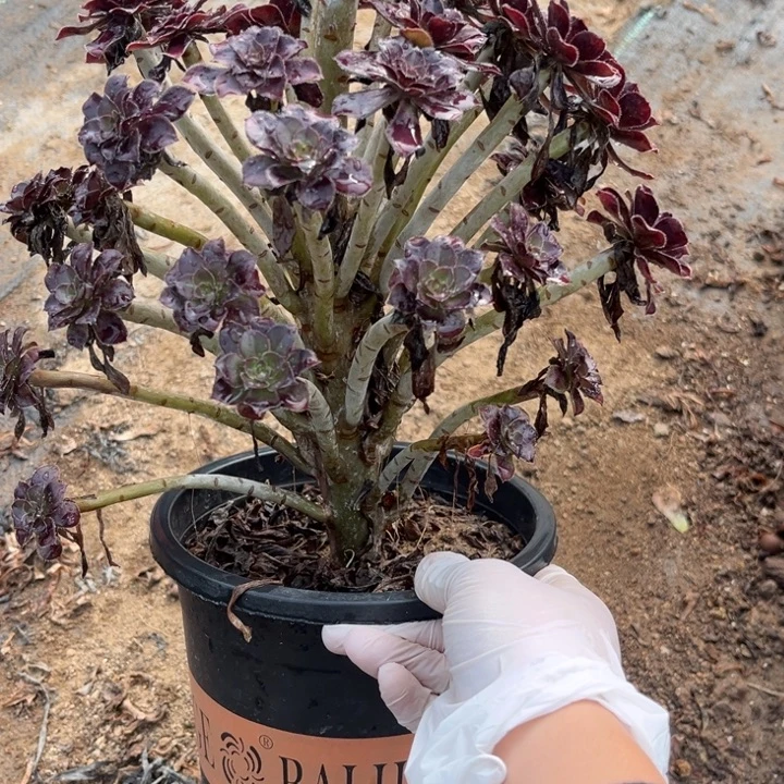 黑豆1多肉葡萄法师和法师