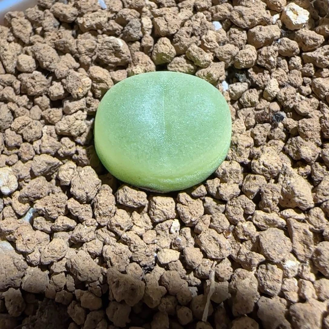 肉锥多肉植物组合-日式拉登1631