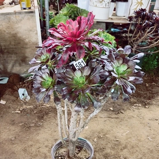 581圆叶老桩法师嫁接