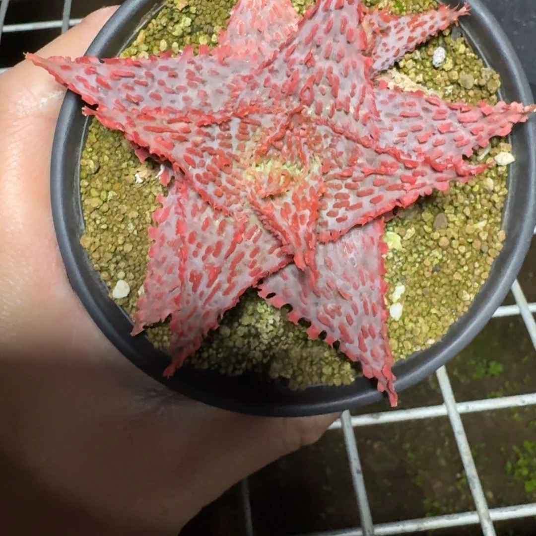 园艺芦荟多肉植物