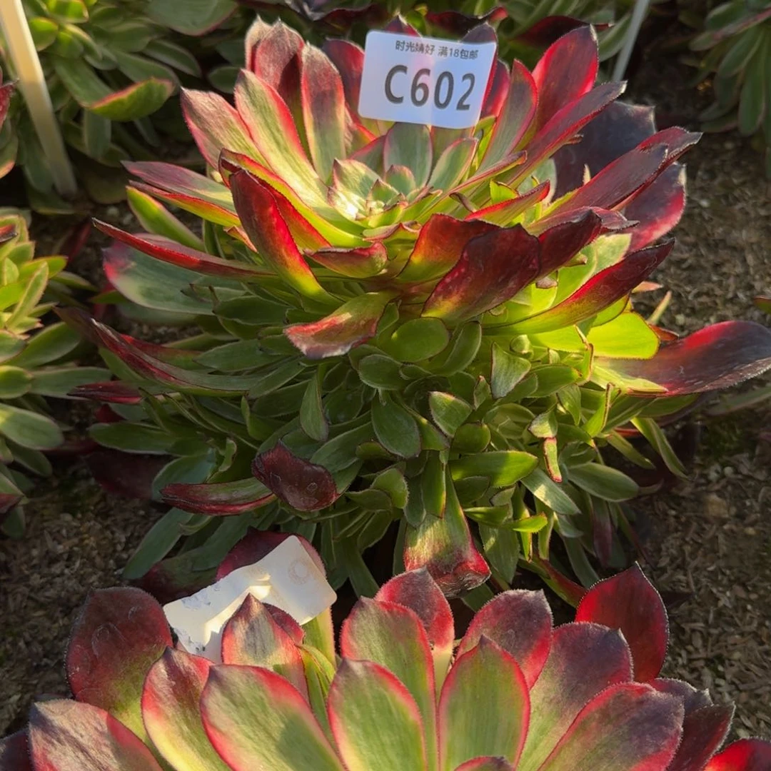 英*602烟花寄养到秋