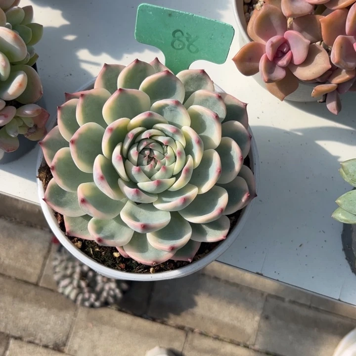 蓝***冰多肉植物一物一拍