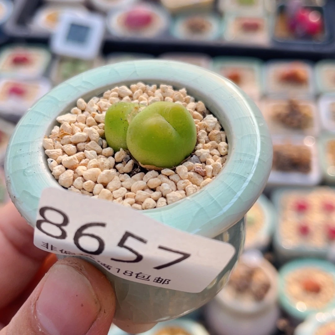 无花朵8657 -一物一拍 带盆 O泡