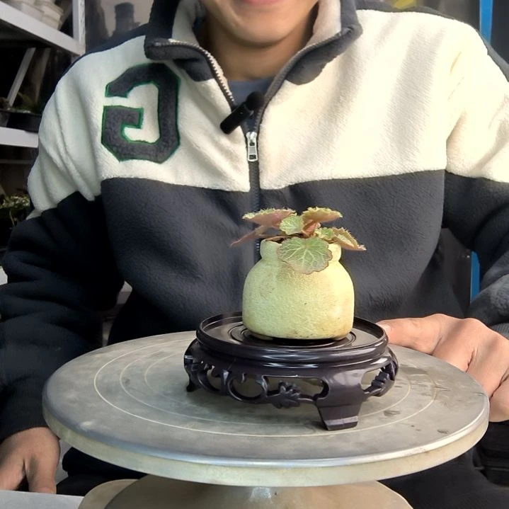 柏*小盆景小植物一物一拍63