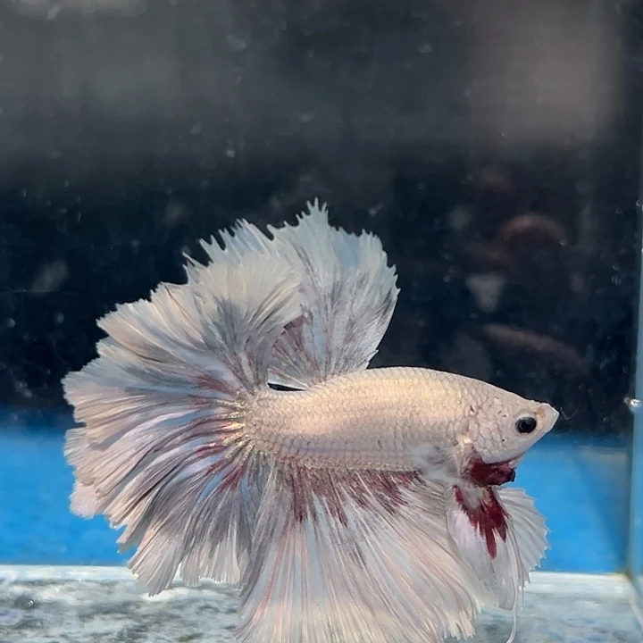 斗鱼42号大上新灰粉色