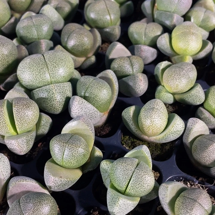 小元宝1.5带土发