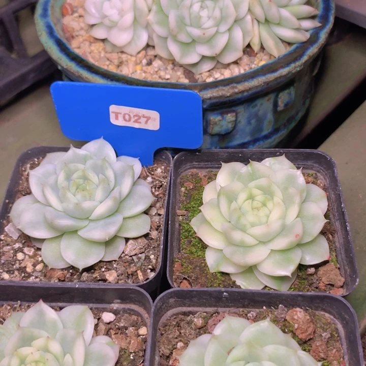 t207珍妮麦白瓷锦单