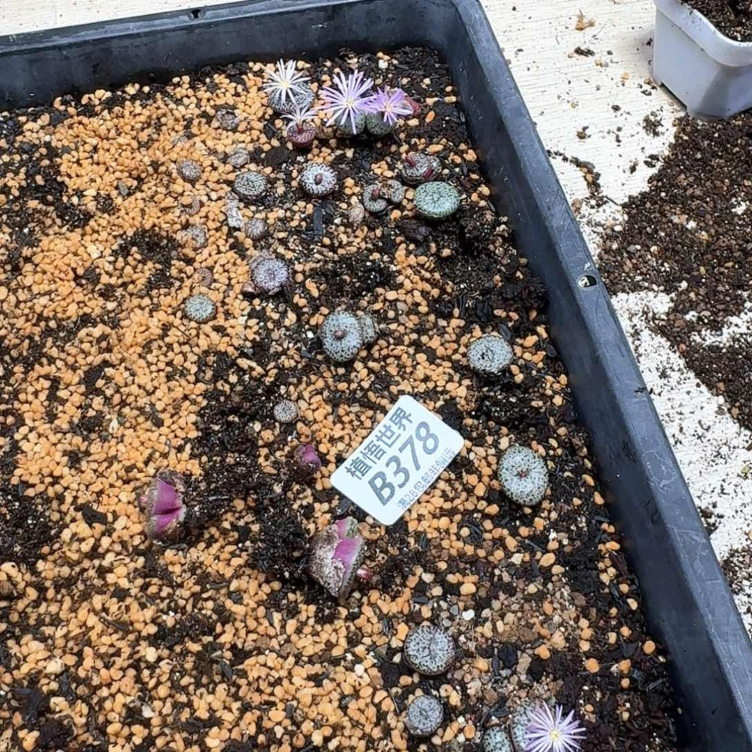 多肉植物的润泽rghn