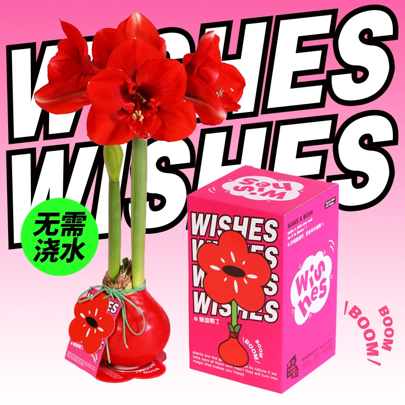 神奇植物-蜡封朱顶红蜡球注定红无土懒人植物桌面创意大红花