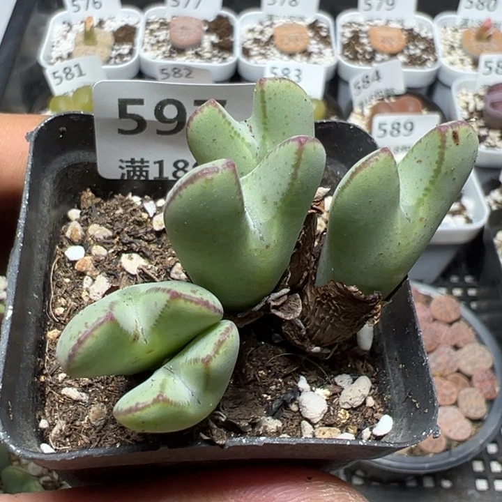 【闪购商品】 597。
