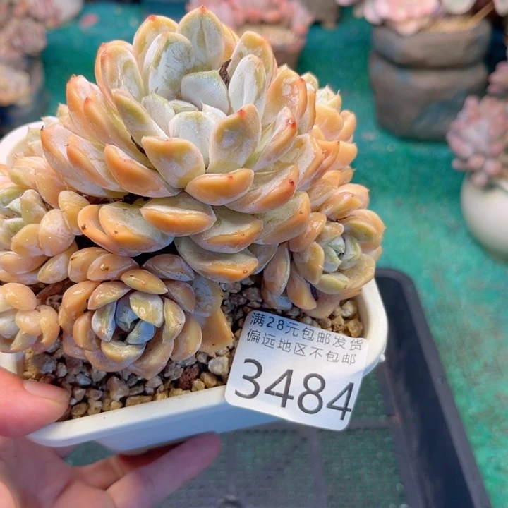大3484，vxvzvxvxvcb