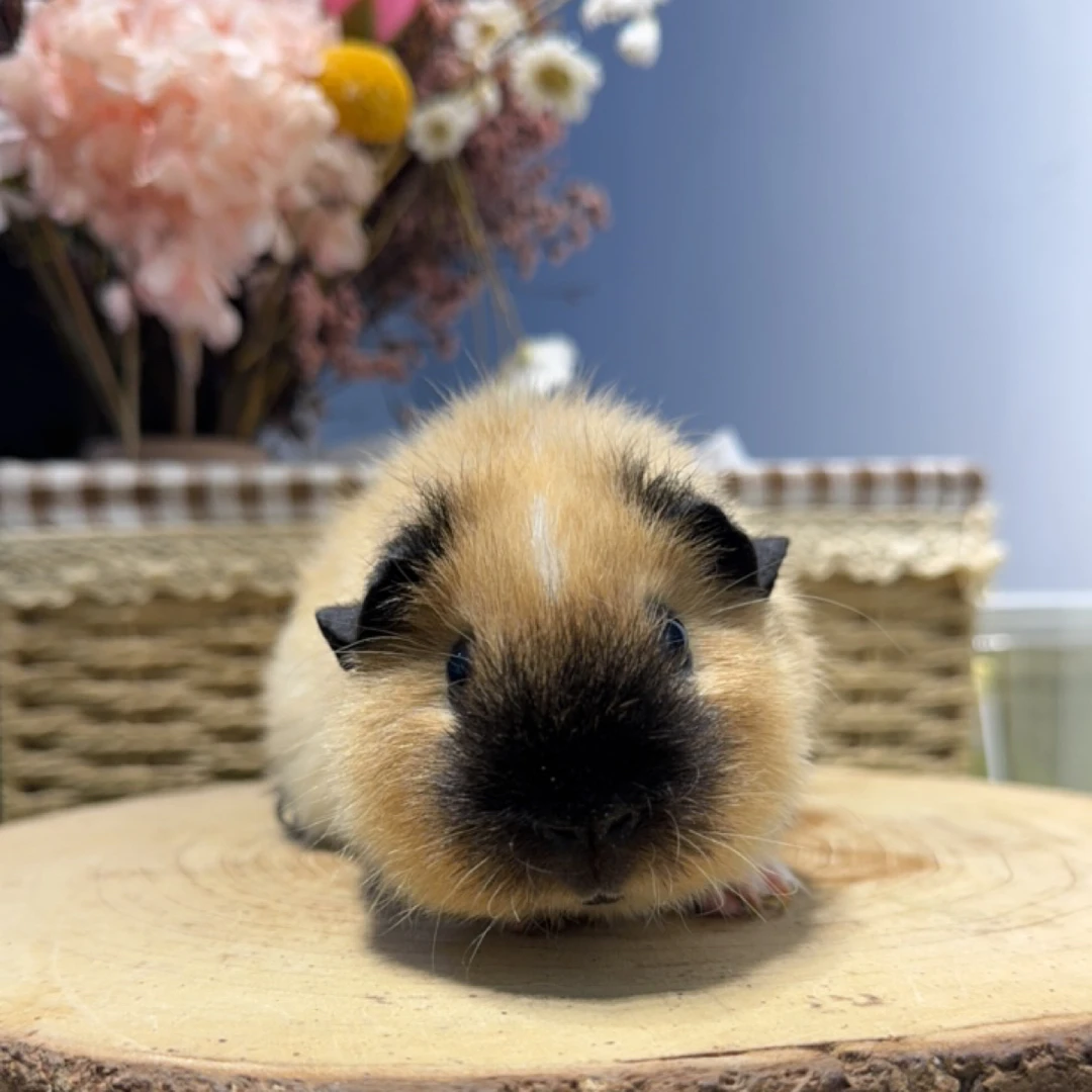 黑重点花泰加妹妹（有翘毛）