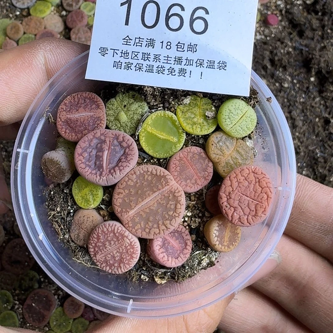 1066 哈哈哈哈哈哈哈哈哈