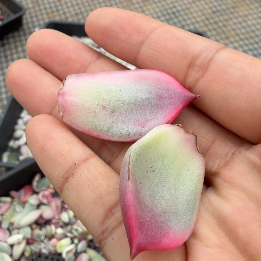 夏***光一组叶片贴的季节的日记