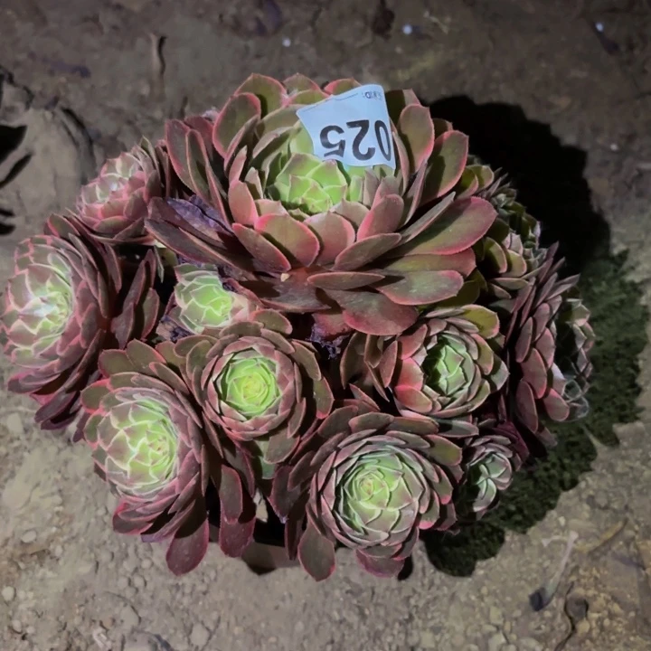 025孔雀翎多肉植物