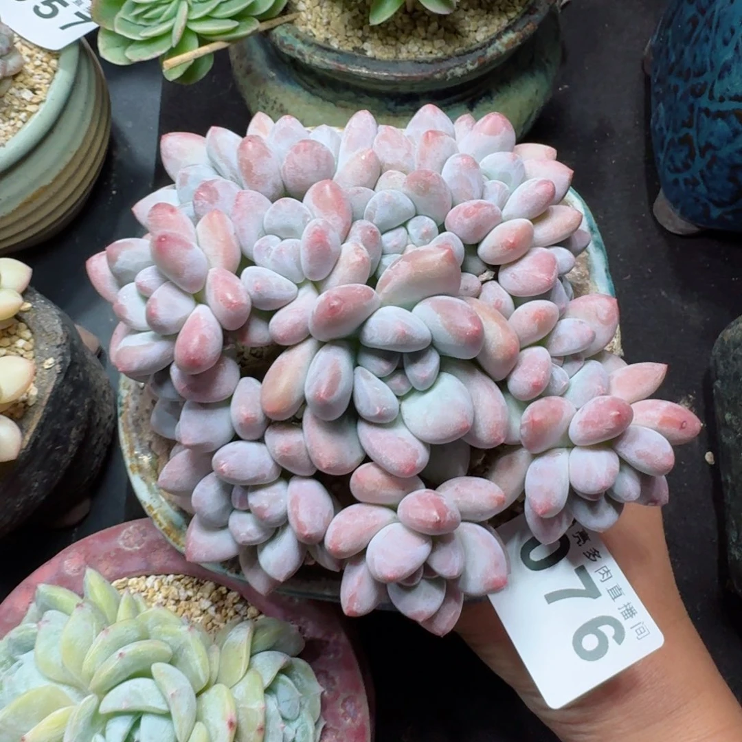 丸叶香水群生整装