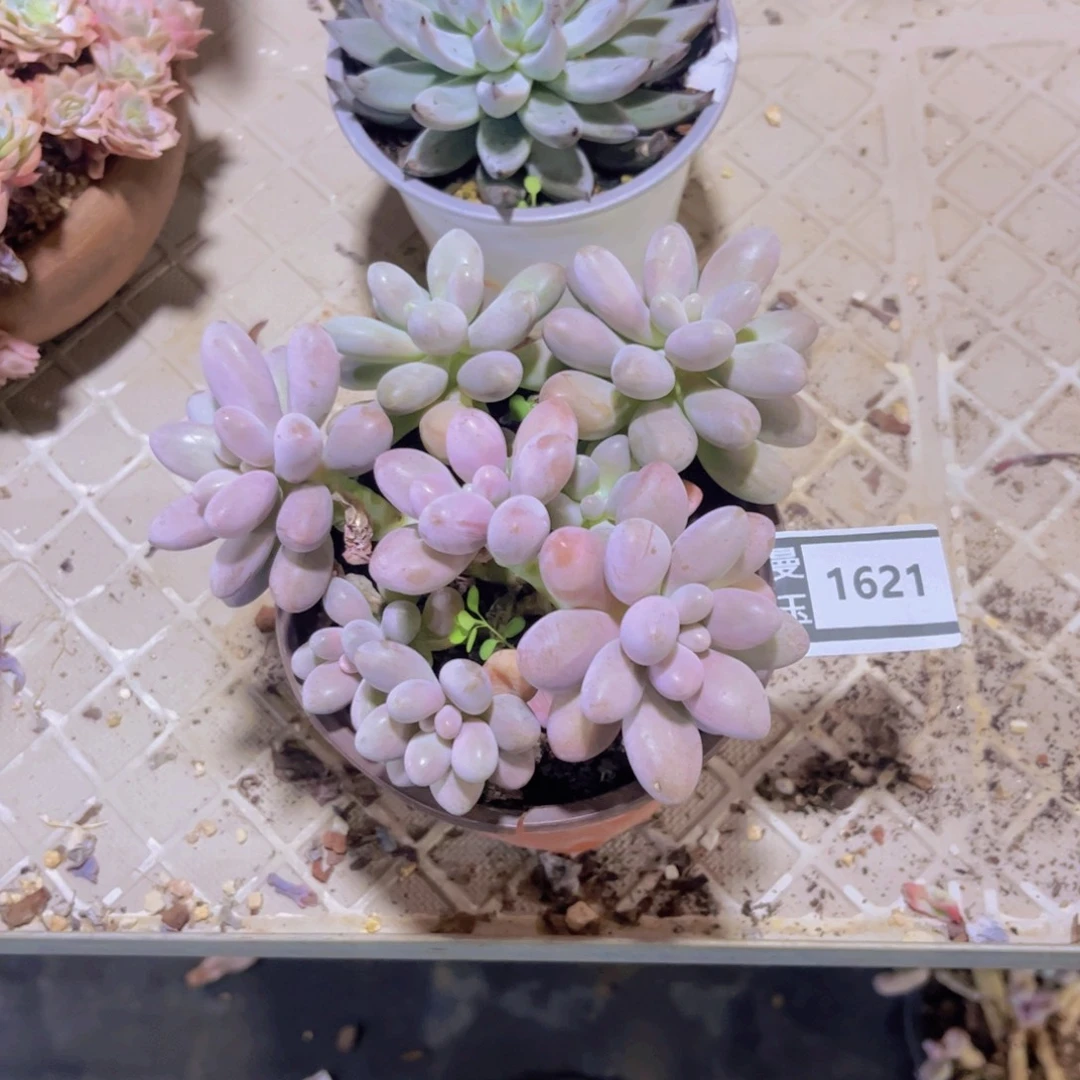 粉色恋人多肉植物1621