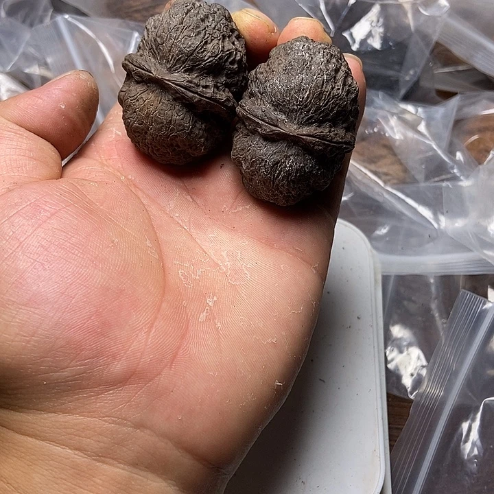 把件文玩核桃云南铁核桃炸福利直播间57号