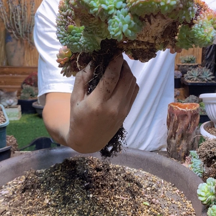 小***子69 号白胖子多肉植物