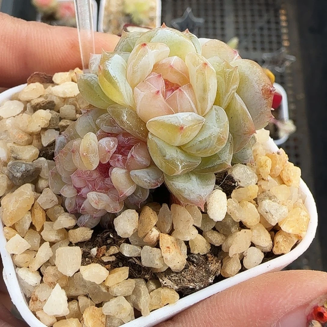 503号哈哈哈哈哈哈