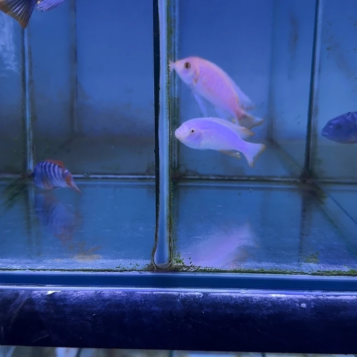 小***儿海水鱼319➕321共4条1111