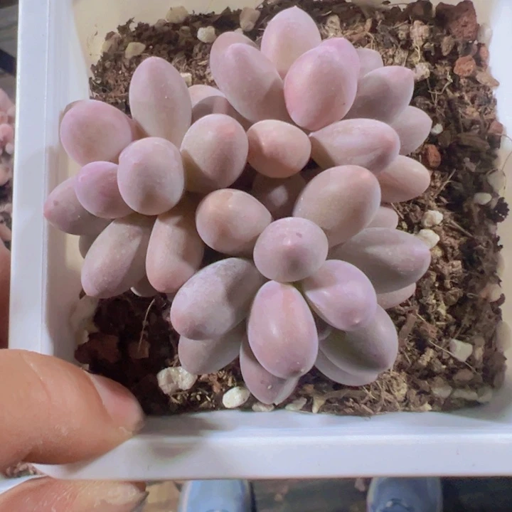 汤圆精品多肉植物大战