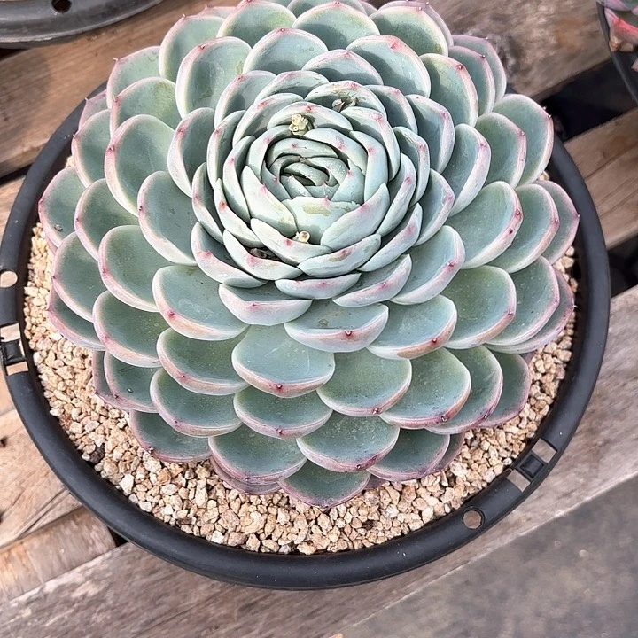 多肉植物，水晶玫瑰