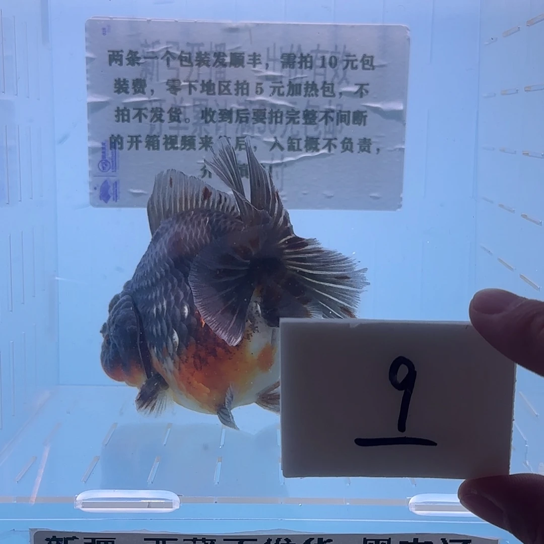 金鱼腾川金鱼直播专用