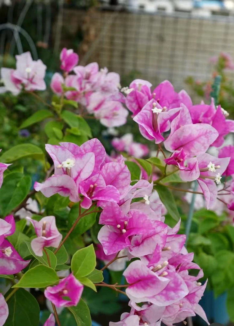 品种三角梅【漳红缨】阳台室内外绿植盆栽花卉好养四季勤花带盆