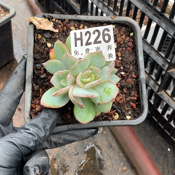 白凤朵朵 非偏远38包邮节后发