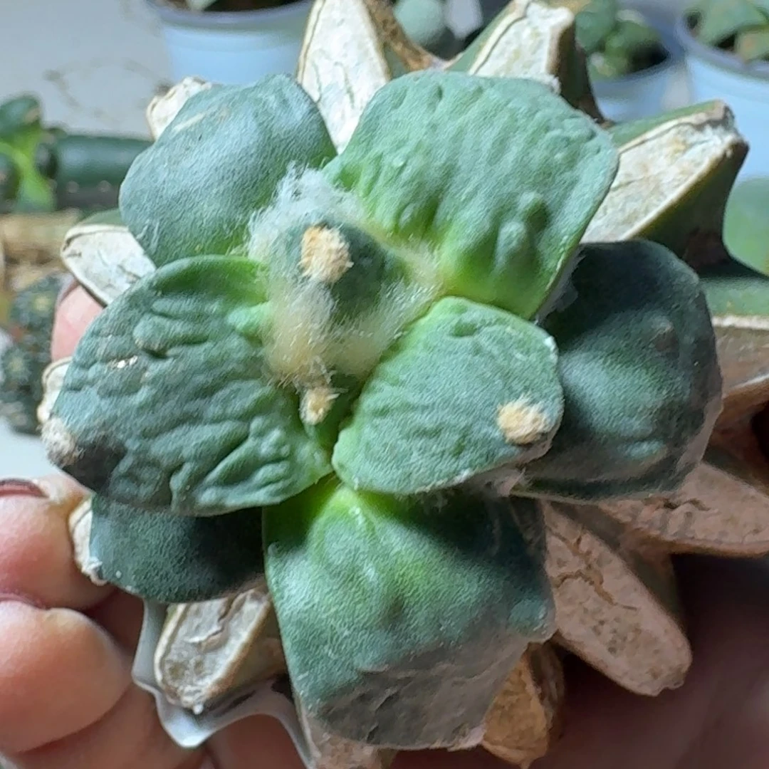 【闪购商品】无花朵冷**情怒涛168