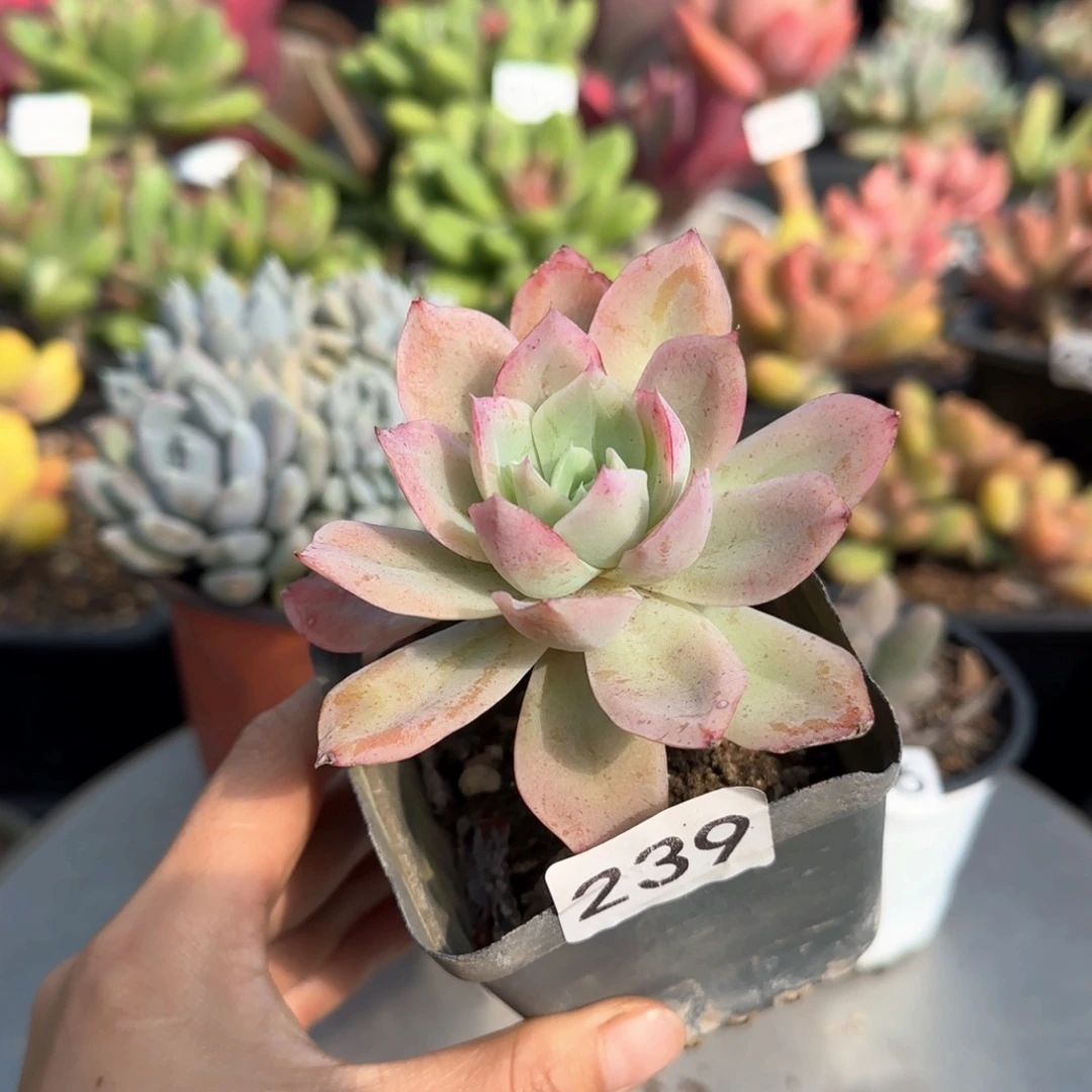 239号 一物一拍 一物一拍