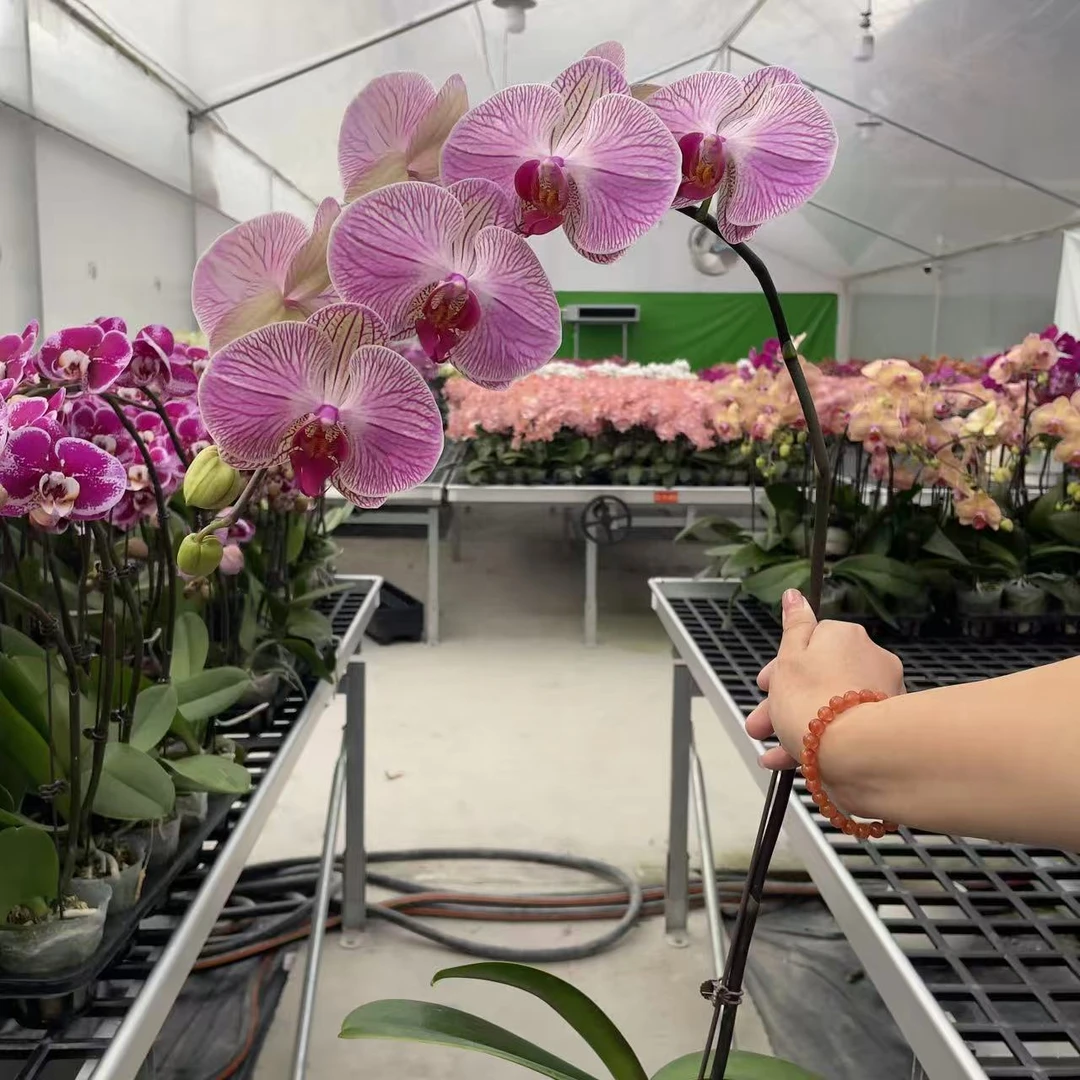 3棵《旋律》3.0双植料精品蝴蝶兰 稀有品种 室内花卉