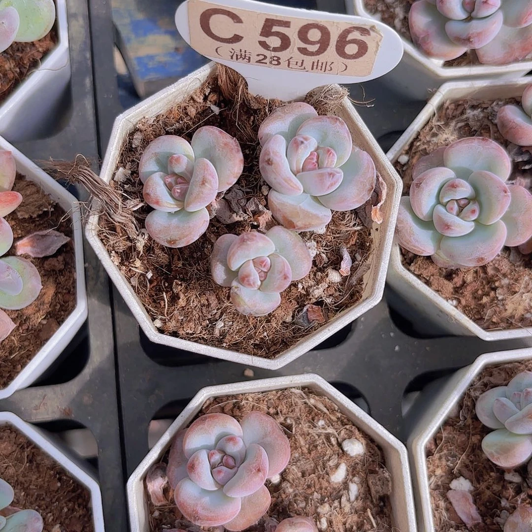 C596星星雪一物一拍