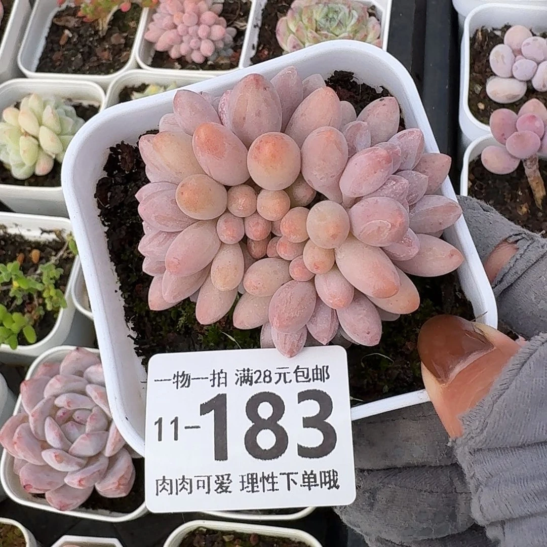 婴儿手指无盆土发货无盆土发货无